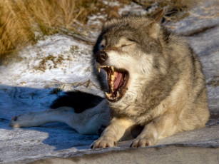 Картинка животные волки