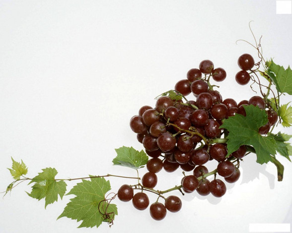 Обои картинки фото еда, виноград