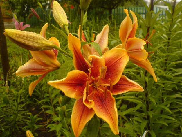 Обои картинки фото цветы, лилии, лилейники