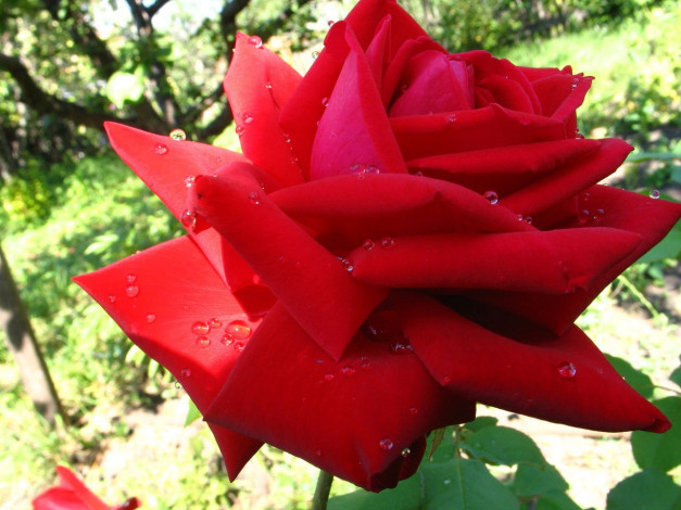 Обои картинки фото цветы, розы