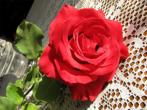 Обои картинки фото цветы, розы