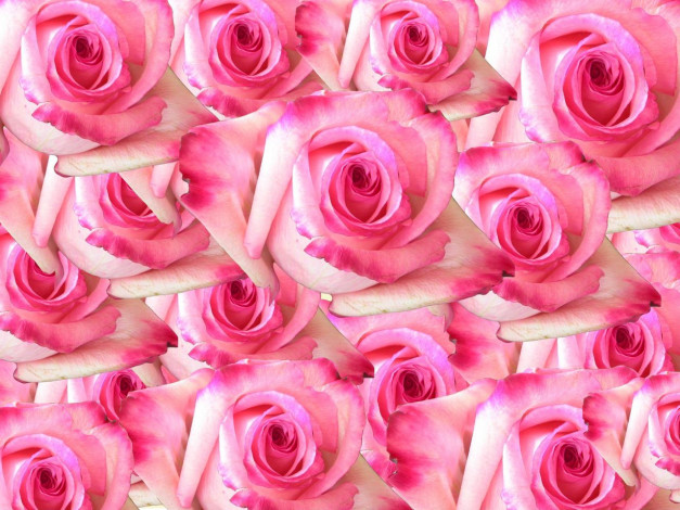 Обои картинки фото цветы, розы