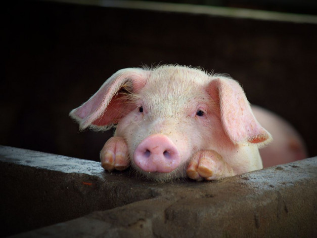 Обои картинки фото ком, ты, думаешь, сейчас, авт, alver, животные, свиньи, кабаны