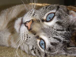 Картинка животные коты взгляд морда