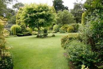 Картинка природа парк кусты деревья лужайка