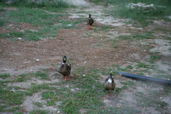 Картинка животные утки трава птицы