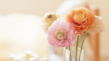 Картинка цветы ранункулюс азиатский лютик лепестки