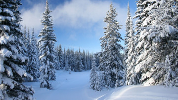 Картинка природа зима снег деревья