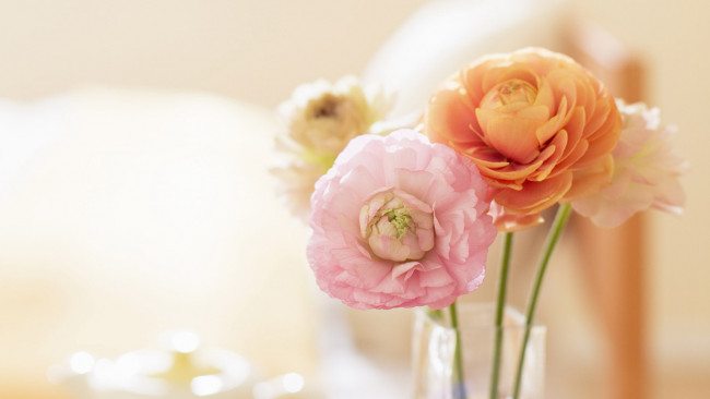 Обои картинки фото цветы, ранункулюс, азиатский, лютик, лепестки