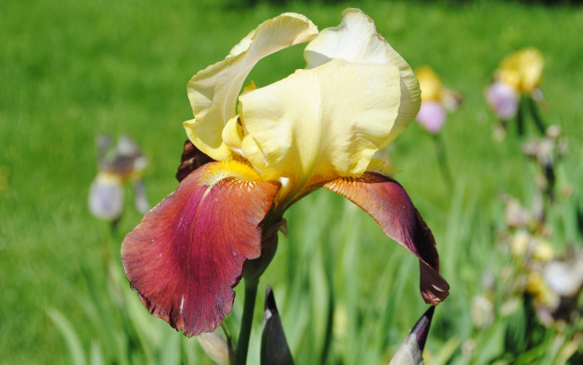 Обои картинки фото цветы, ирисы, макро, двухцветный