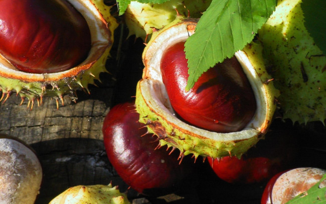 Обои картинки фото природа, шишки, жёлуди, каштаны, плоды, зрелый, осень