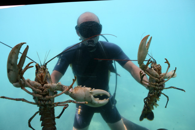 Обои картинки фото животные, крабы, раки, аквалангист