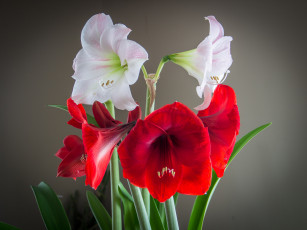 Картинка цветы амариллисы +гиппеаструмы гладиолусы