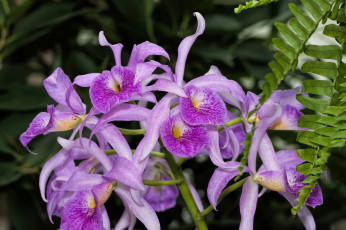 Картинка цветы орхидеи экзотика