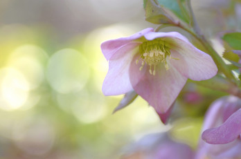 Картинка цветы геллеборус+ морозник