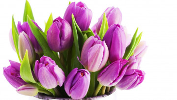 Картинка цветы тюльпаны бутоны