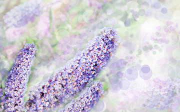 обоя цветы, цветок, стебель, боке