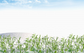 Картинка цветы подснежники +белоцветник снег облака