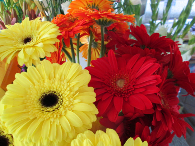 Обои картинки фото цветы, герберы, красные, желтые