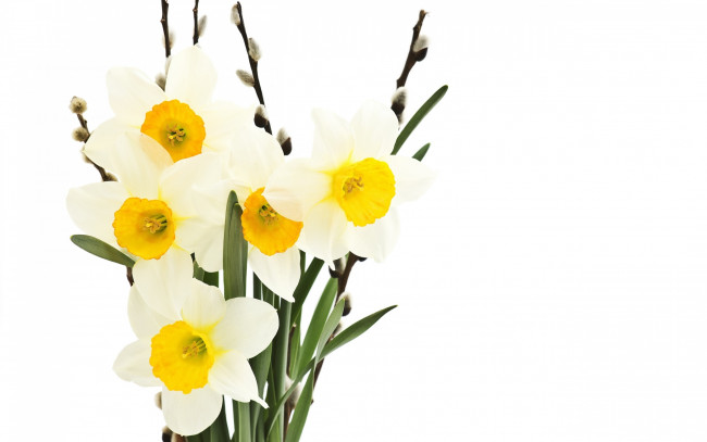 Обои картинки фото цветы, нарциссы, красота, белые, букет, верба, веточки, весна, свежесть, листья