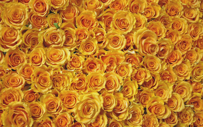 Обои картинки фото цветы, розы, листья