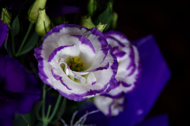 Обои картинки фото цветы, эустома, цветок