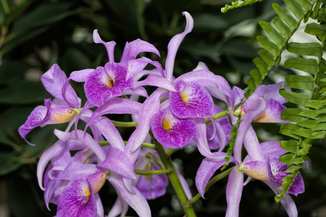 Обои картинки фото цветы, орхидеи, экзотика