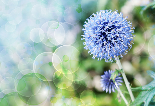 Обои картинки фото цветы, цветок, боке, стебель