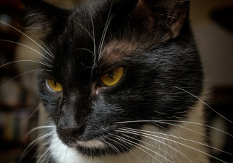 Картинка животные коты взгляд кот киса