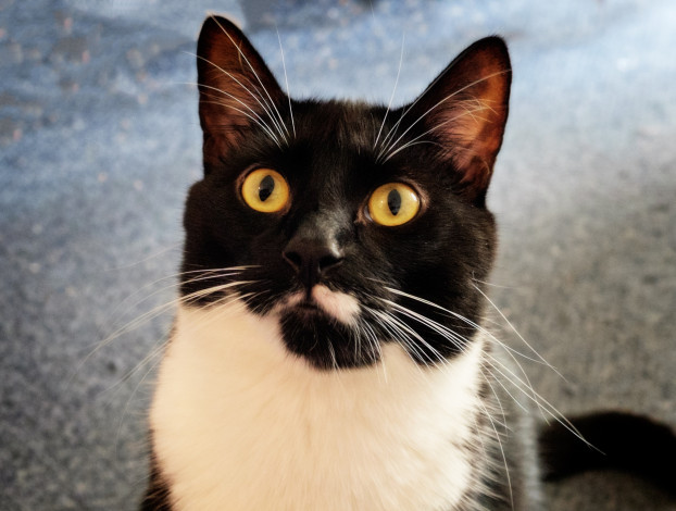 Обои картинки фото животные, коты, коте, киса, взгляд