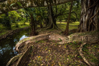 Картинка природа реки озера лес река