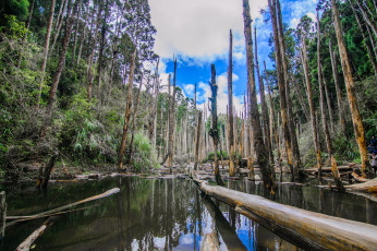 Картинка природа реки озера лес река