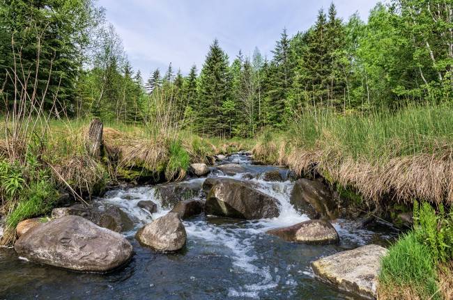 Обои картинки фото природа, реки, озера, лес, река