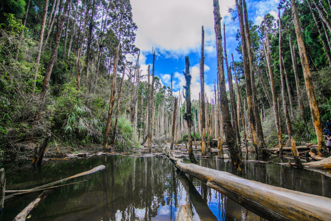 Обои картинки фото природа, реки, озера, лес, река