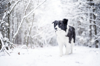 Картинка собака животные собаки