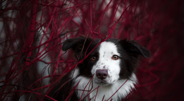 Картинка собака животные собаки