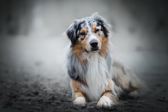 Обои картинки фото собака, животные, собаки