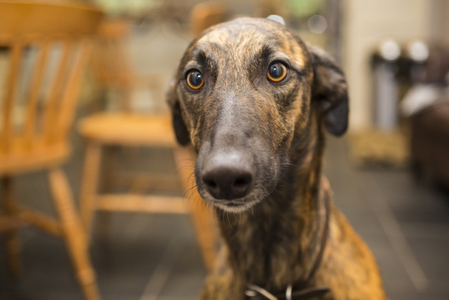 Обои картинки фото собака, животные, собаки