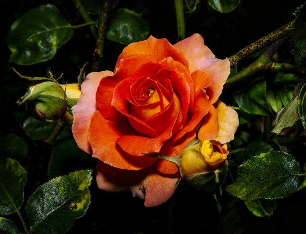 Обои картинки фото цветы, розы, лепестки, бутон