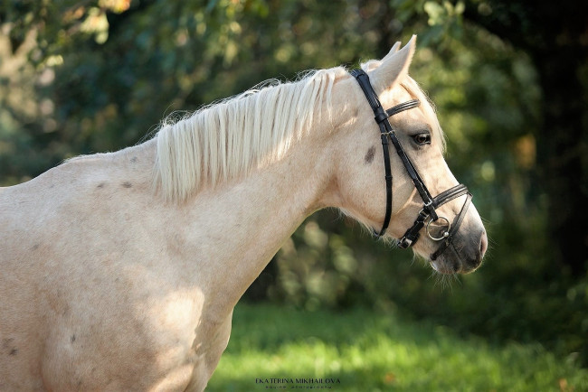 Обои картинки фото животные, лошади, лошадь, уздечка