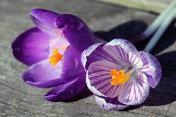 Картинка цветы крокусы