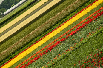 Картинка природа поля поле