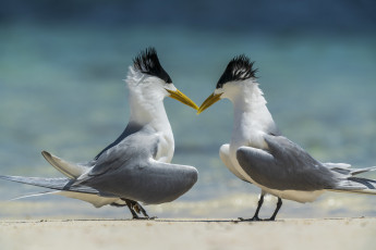 обоя животные, чайки,  бакланы,  крачки, птицы