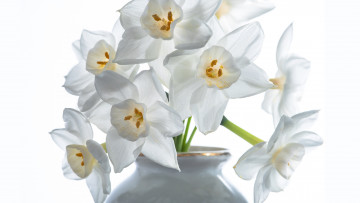 обоя цветы, нарциссы