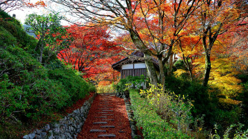 Картинка природа парк