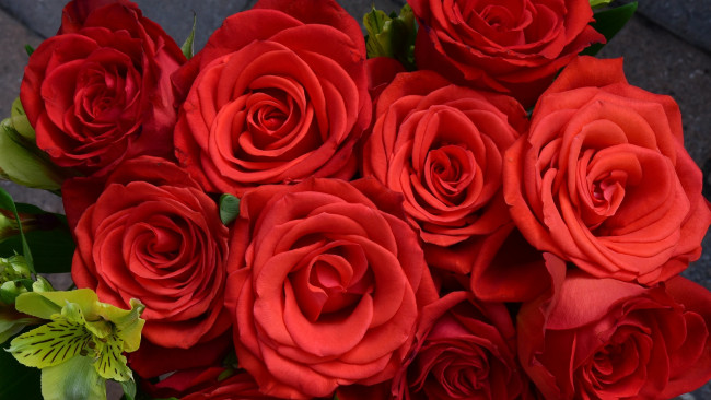 Обои картинки фото цветы, розы, алые, макро