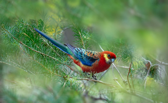 Обои картинки фото животные, попугаи, птица