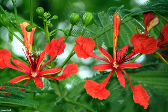 Обои картинки фото цветы, делоникс королевский , огненное дерево, рыжие