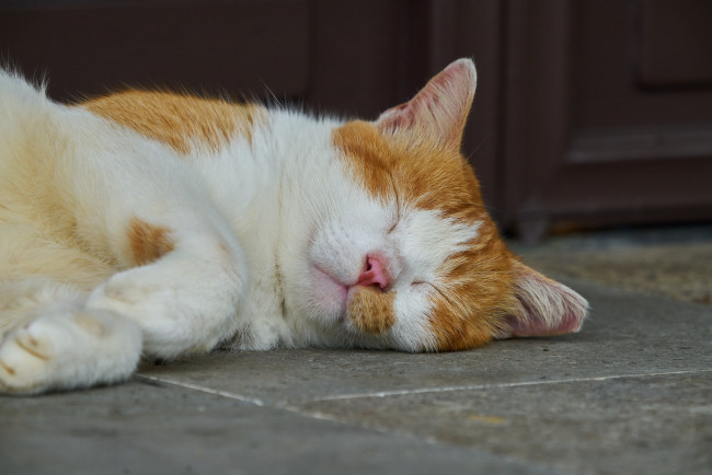 Обои картинки фото животные, коты, кот, кошка