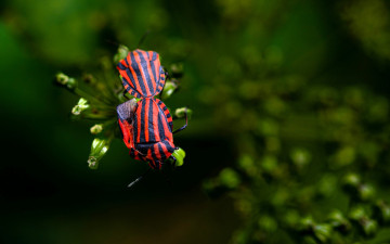 обоя щитник линейчатый, животные, насекомые, жуки, пара, весна, зелень